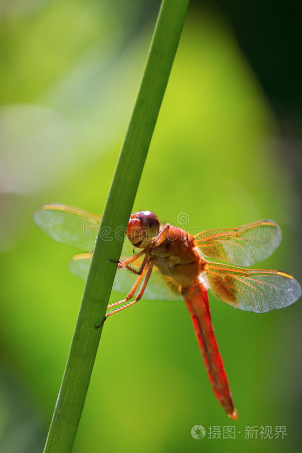 红蜻蜓抓图精灵手机版(红蜻蜓抓图精灵干嘛用的)-第2张图片-QuickQ官网