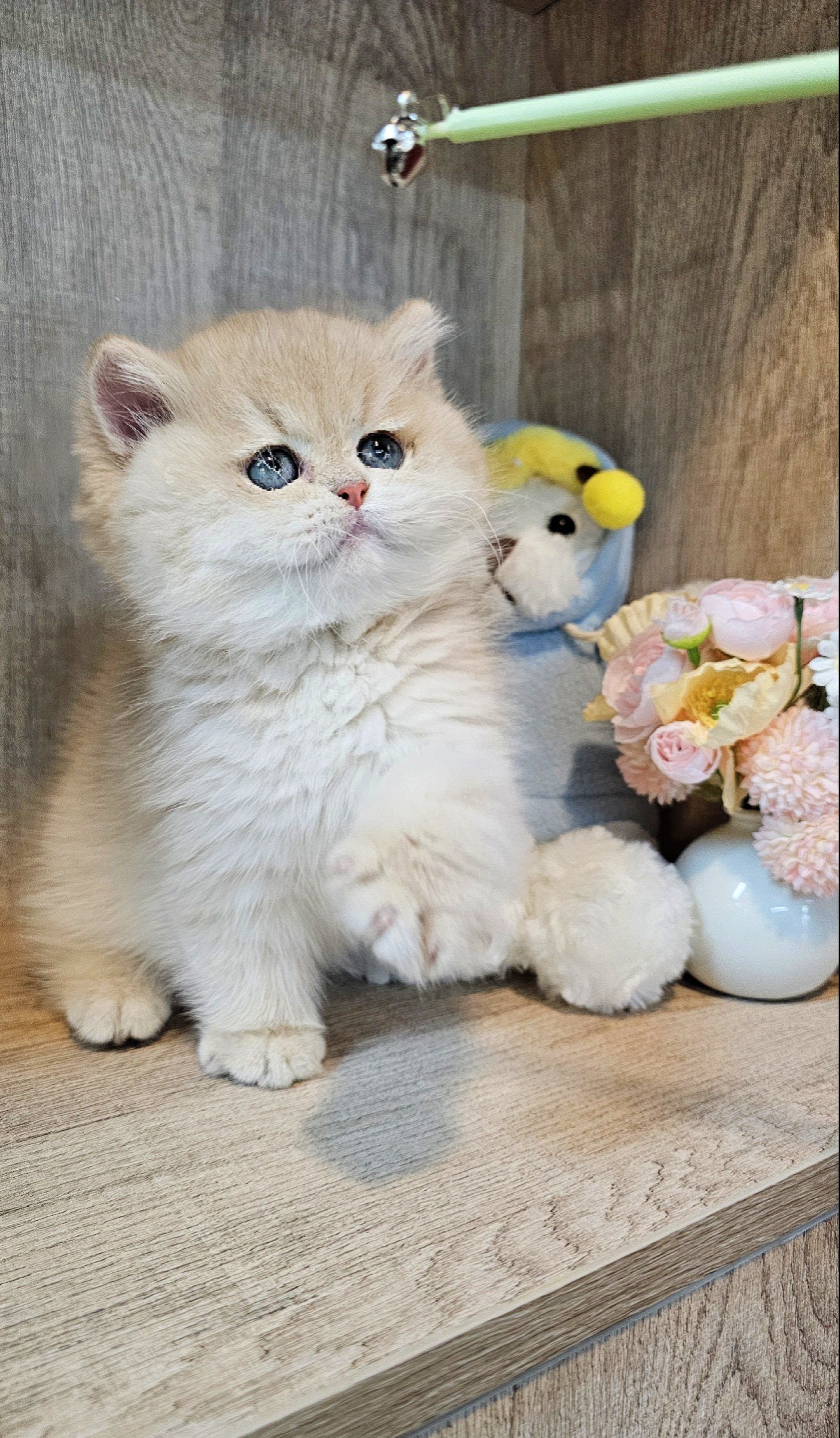 金银猫手机版(金银猫最新动态)