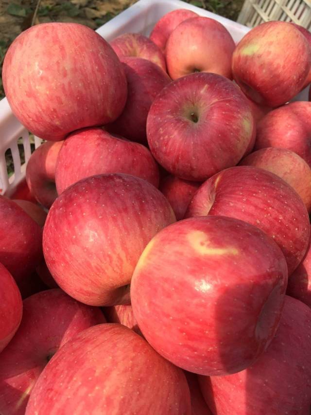 农卖网手机版(农卖网手机版app)-第5张图片-QuickQ官网 农卖网手机版(农卖网手机版app)-第5张图片-QuickQ官网