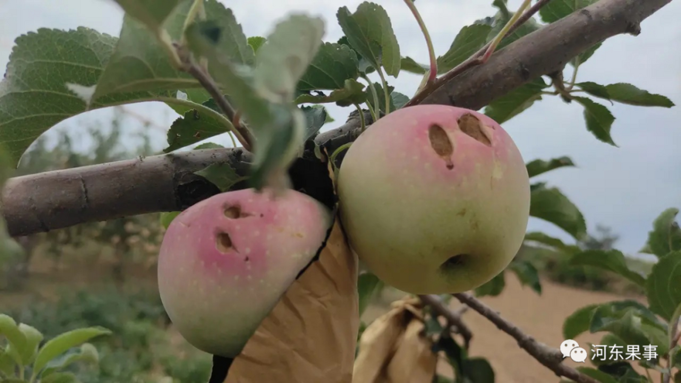 驾照宝典维语版苹果版(驾考宝典维语版iphone)-第5张图片-QuickQ官网