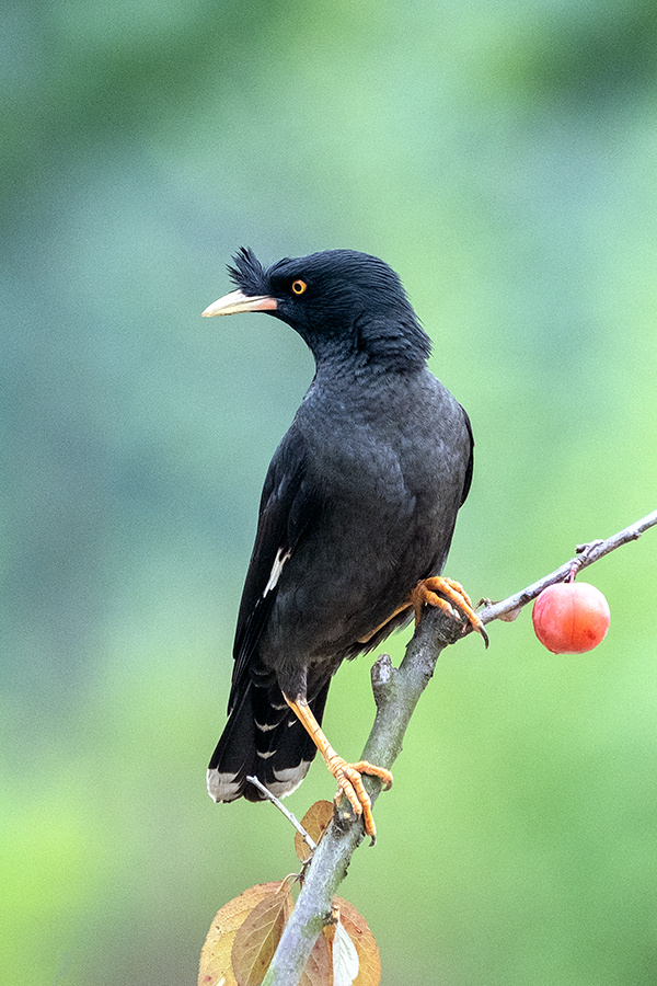 巴哥手机版免费看(巴哥 720p 下载)-第5张图片-QuickQ官网